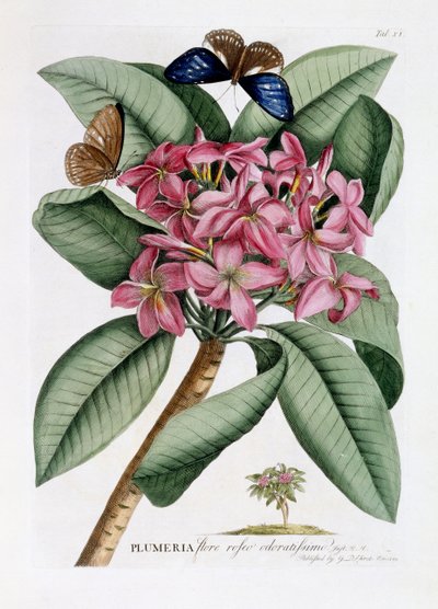 बेर द्वारा Georg Dionysius Ehret